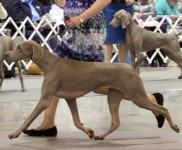 Lacey, 2013 Nat’ls BBE