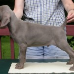 Charm Puppy