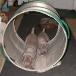 charm_pup_agility2-5-wks