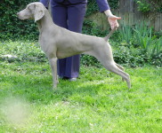 “Tala” , Ch Sagenhaft’s Stellar Selection, 2012