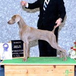 Niki -Ch Sagenhaft's Nikita Of Tri Oaks - Specialty major