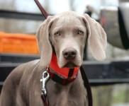 Lacey -almost 5 mos.